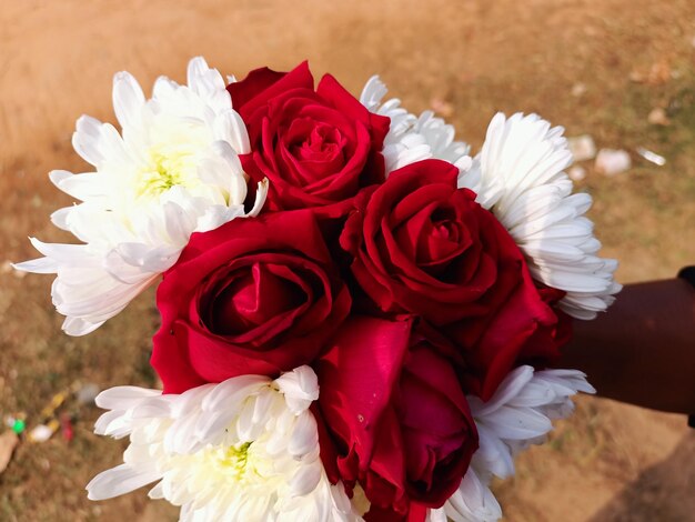 A Hand Cradling the Elegance of a Rose