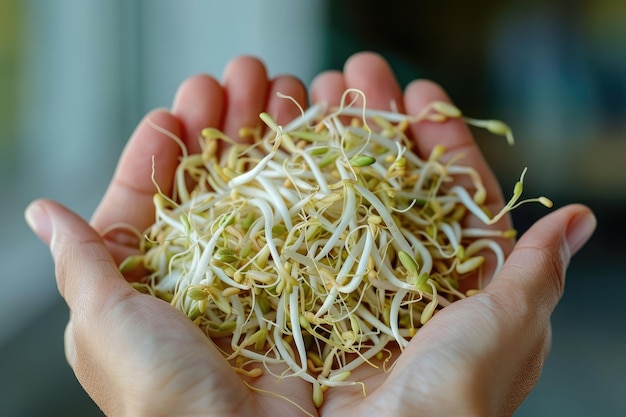 A hand cupped full of fresh bean sprouts