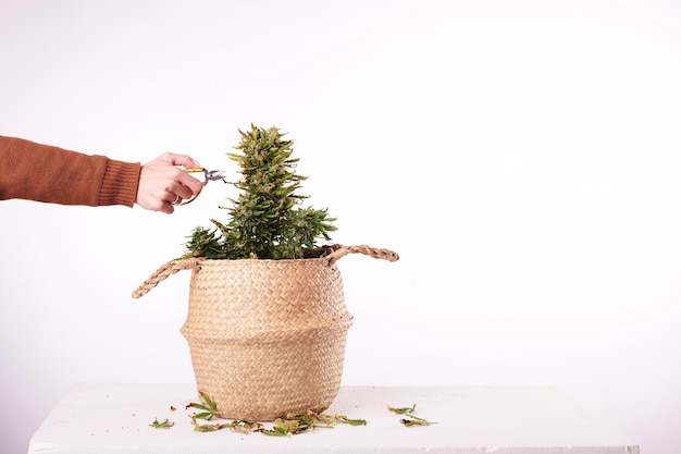 A hand cutting a marijuana plant with white background