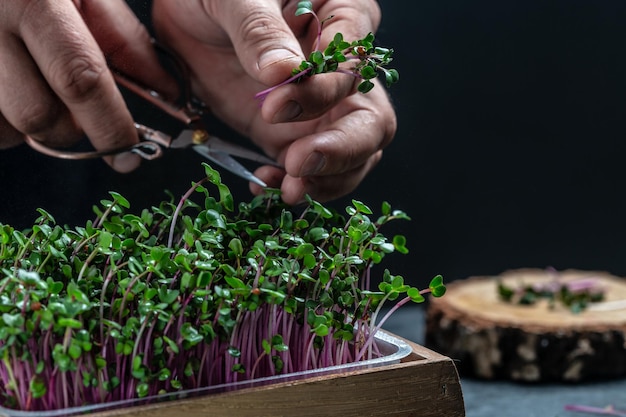 Hand cutting microgreens for adding to food microgreens with scissors Fresh juicy sprouts of radish at home