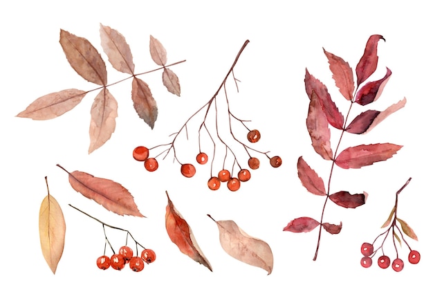 Hand darawn watercolor set rowan bunches berries and leaves in autumn