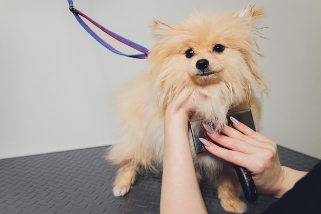 Hand doing grooming, haircut, combing wool of beautiful happy Pomeranian Spitz dog.