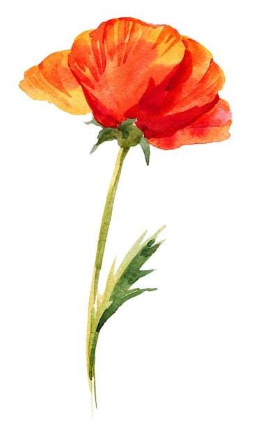 Hand draw watercolor poppy flowers illustration isolated Painting for textil crafters greeting