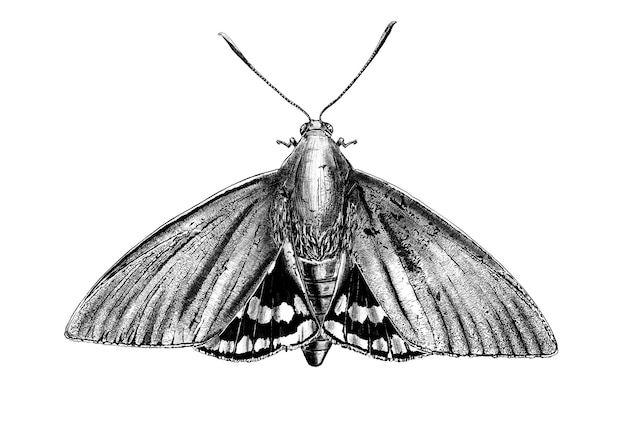 Hand drawn black and white moth isolated on white background.