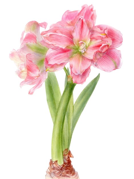 Hand drawn botanical watercolor illustration of amaryllis flower