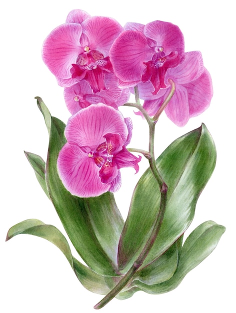 Hand drawn botanical watercolor illustration of pink orchid flower