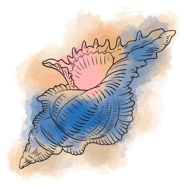 Hand drawn digital illusration of seashell on watercolor background