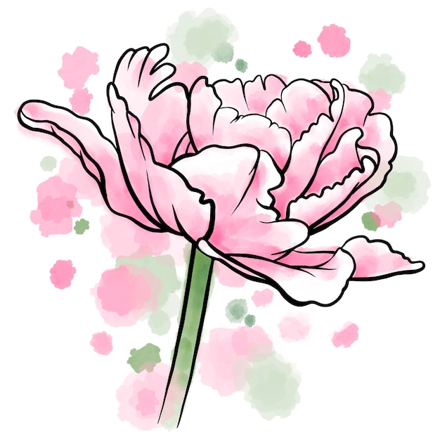 Hand drawn digital illusration of tulip flower on watercolor background