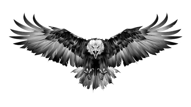 Hand drawn graphics bird eagle front view on white background