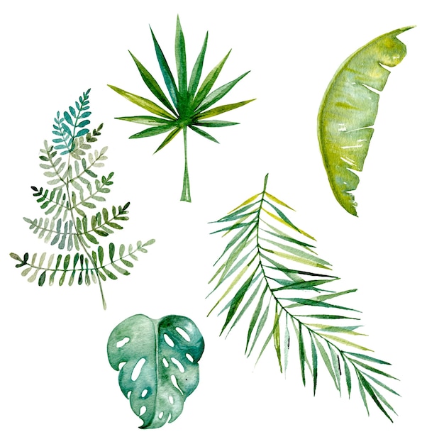 Hand drawn tropic leaves watercolour isolated on white Set of green palm fern monstera exotic leaves