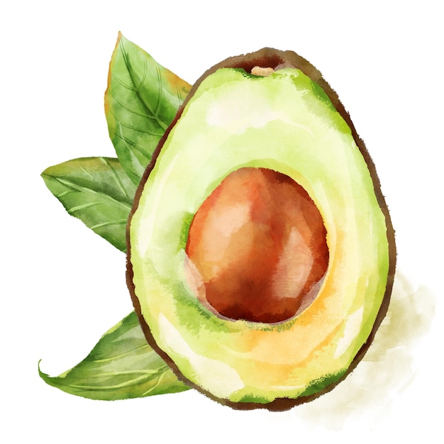 Hand drawn watercolor avocado illustration on white background