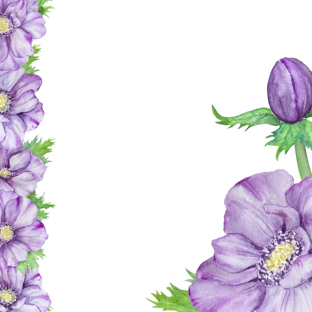 Hand drawn watercolor border of purple anemones with green leaves Spring compositioin for wedding invitations greeting cards