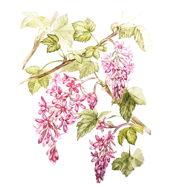 Hand drawn watercolor botanical illustration of Flowers of black currant.