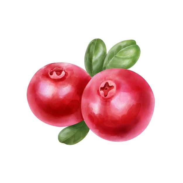 Hand drawn watercolor cranberry with green leaves isolated on white background Food illustration