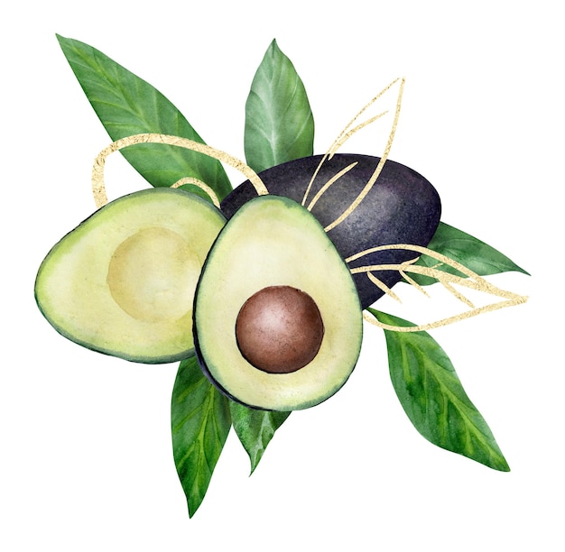 Hand drawn watercolor illustration avocados