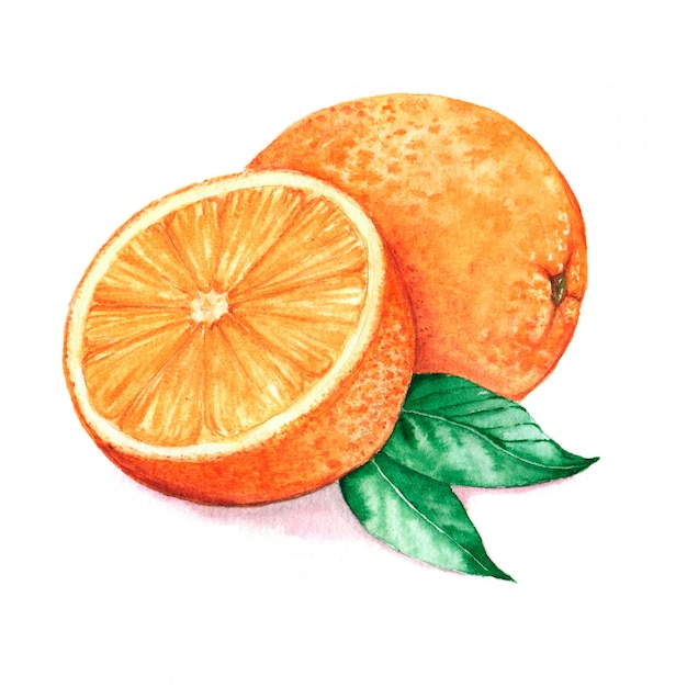 Hand drawn watercolor illustration of isolated orange 