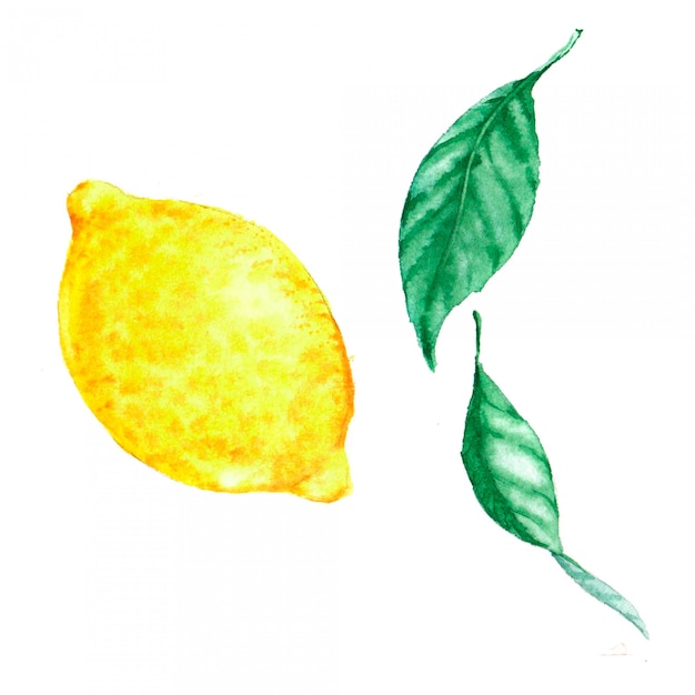 Hand drawn watercolor illustration of isolated yellow lemon and leaves 