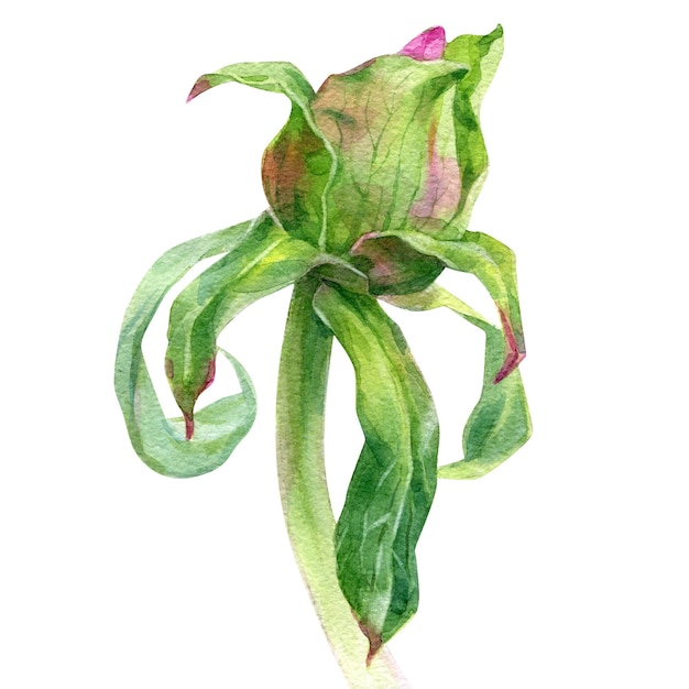 Hand drawn watercolor illustration of peony flower bud isolated on white background