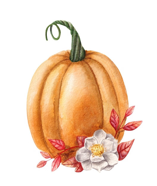 Hand drawn watercolor illustration of pumpkin and flower isolated on white background