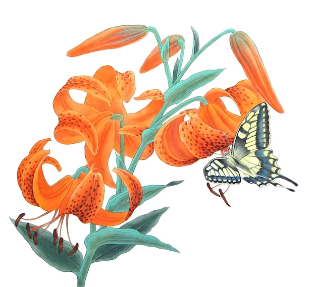 Hand drawn watercolor illustration of tiger lily flower with butterfly Chinese ink painting