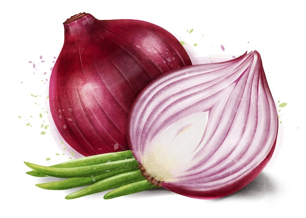 Hand drawn watercolor juicy appetizing onion