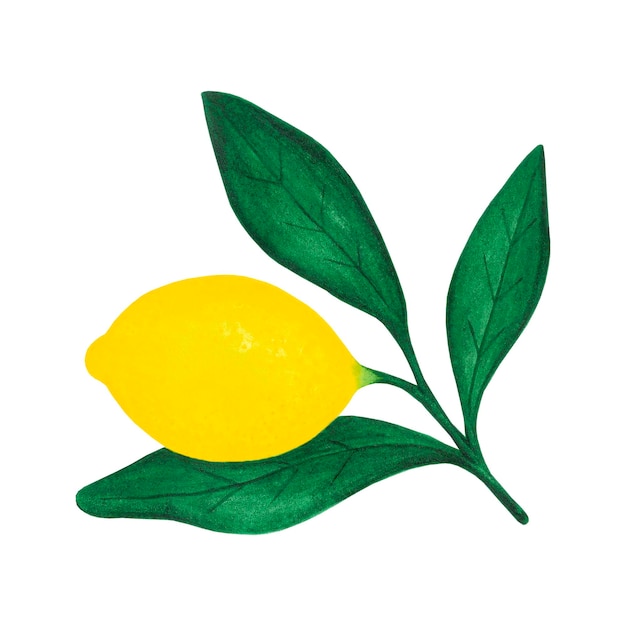 Hand drawn watercolor lemon with leaves isolated on white background Scrapbook post card banner lable