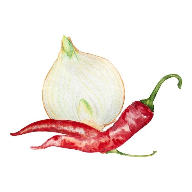 Hand drawn watercolor onion and pepper isolated on white background