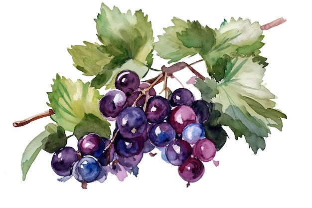 Hand drawn watercolor painting black currant on white background Illustration of berries