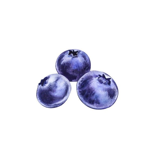 Hand drawn watercolor painting of blueberries on white