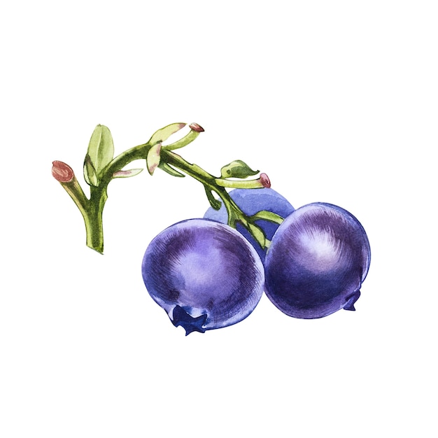 Hand drawn watercolor painting of blueberry on white