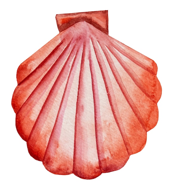 Hand drawn Watercolor red scallop  seashell  isolated on white Underwater Illustration for greeting cards summer beach wedding invitations and other printing and craft projects