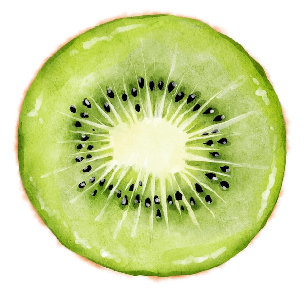 Hand drawn watercolor ripe juicy kiwi