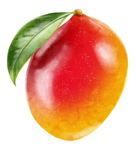 Hand drawn watercolor ripe juicy mango