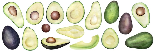 Hand drawn watercolor set avocados illustration