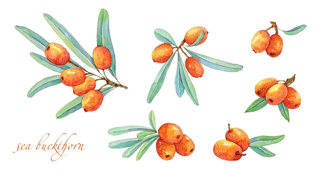 Hand drawn watercolor sprig of ripe sea buckthorn