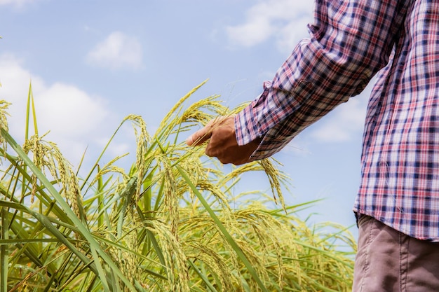 Hand of farmer at rice