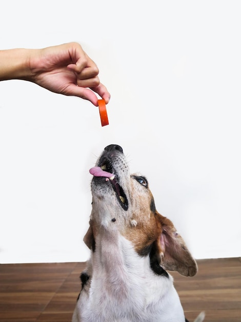 Hand feeding dog against white background