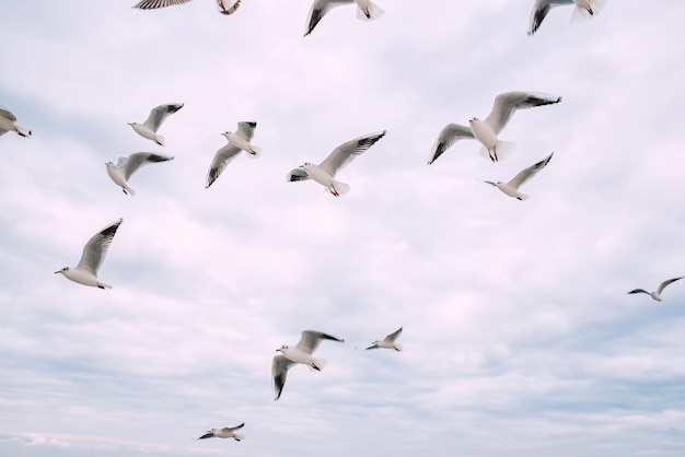 hand feeding seagulls flying in the cloudy autumn sky