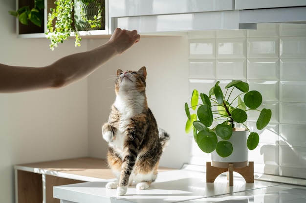 Hand of female owner playing with fluffy cute cat at home Training cat Pet lovers