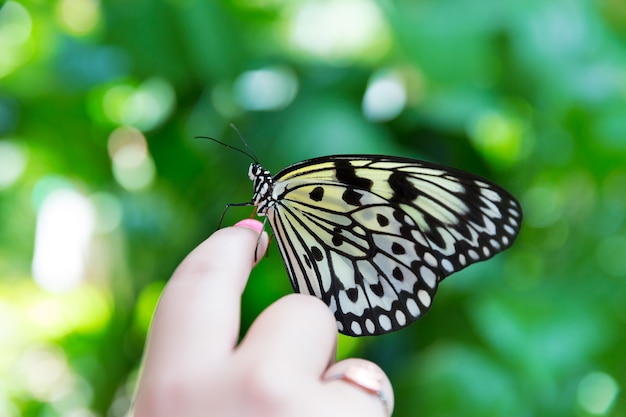 hand finger Rice Paper butterfly Idea leuconoe