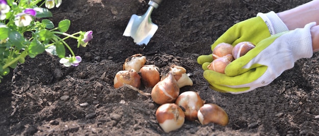 Hand of gardener hanging bulb flower above the soil of a garden