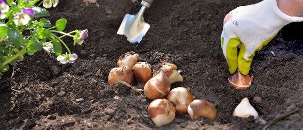 Hand of gardener planting bulb flower in the soil