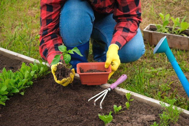 Hand of gardener seedling young vegetable plant in the fertile soil Woman's hands in yellow gloves and red shirt is gardening Female farmer planting peppers in the ground Organic Cultivation