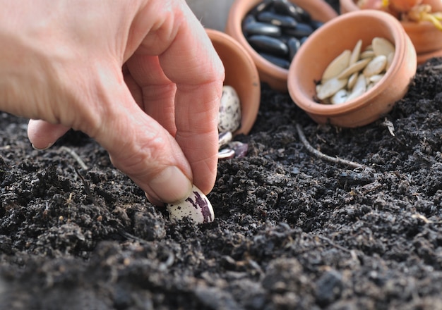 hand of gardener sowing beans 