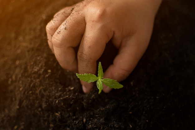 Hand gently holding rich soil for his marijuana plants