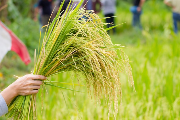 Hand gently holding young rice