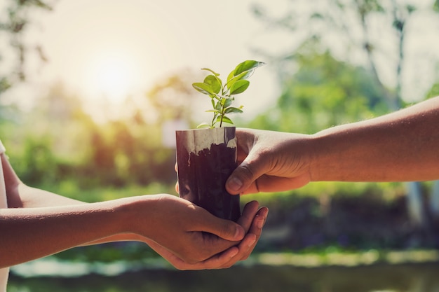 Hand giving plant for planting with sunrise