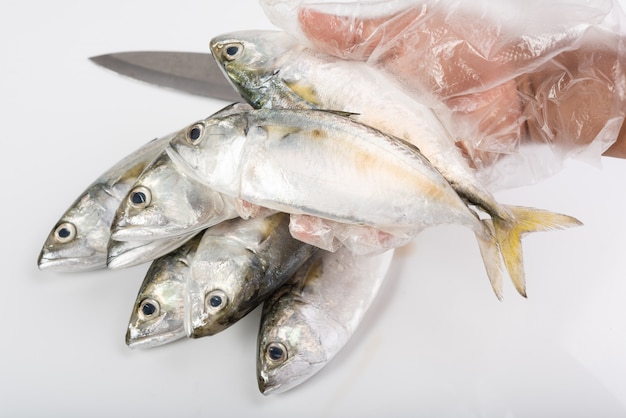 Hand in glove holding fresh Mackerel fish on white