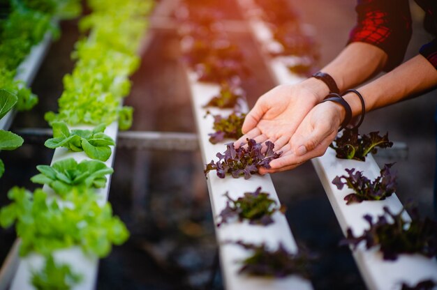 Hand and green salad, non-toxic vegetables Healthy vegetable concept