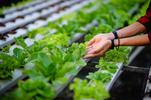 Hand and green salad, non-toxic vegetables Healthy vegetable concept